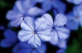 Huile essentielle de citron